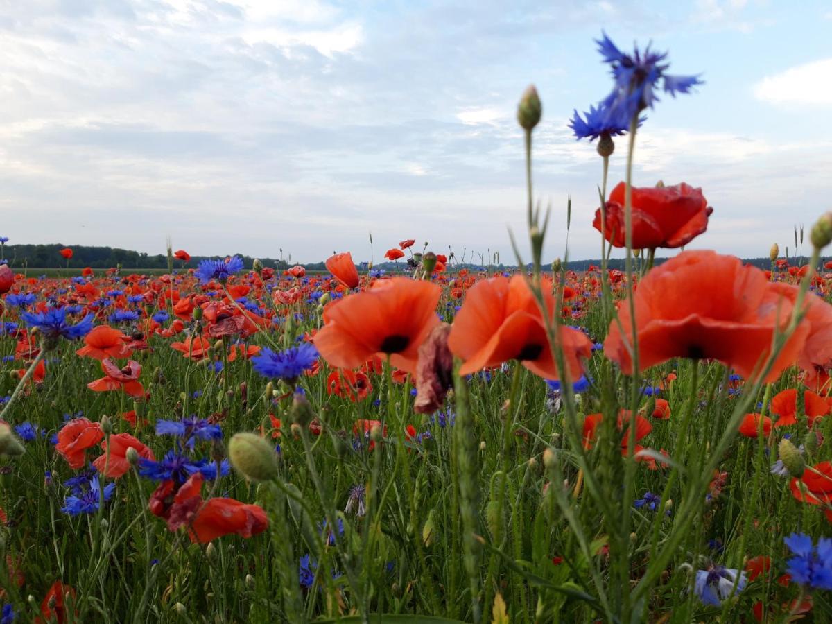 Ein Bett Im Kornfeld - Haus Morgensonne - Mit Innenpool Schonfeld  Dış mekan fotoğraf